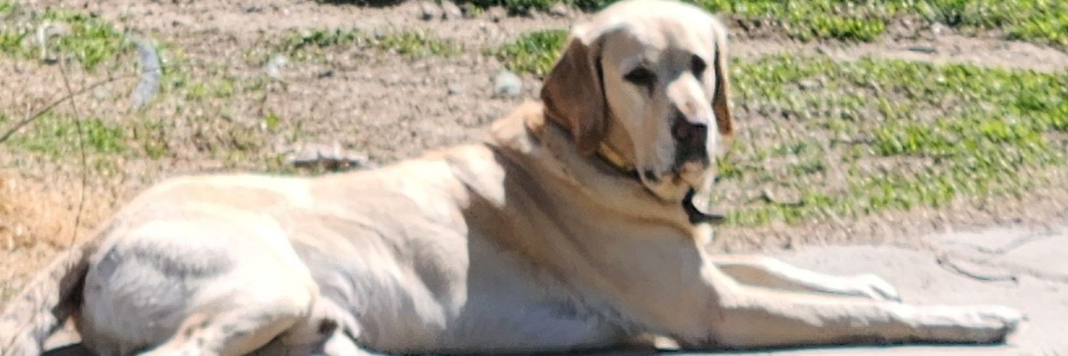 Bentdrunk's profile banner image