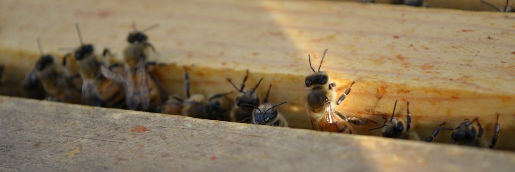 LehighBees's profile banner image