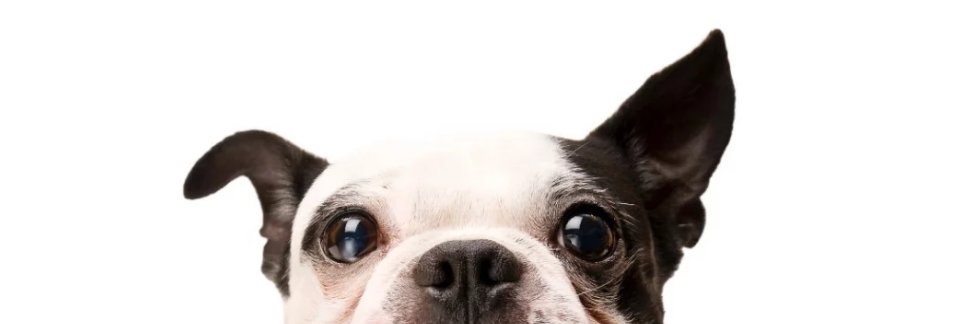 Greenhill Humane banner