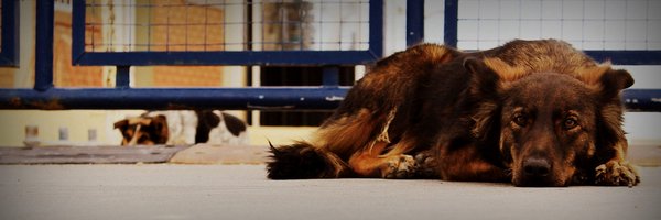 AnimalParaiso Profile Banner