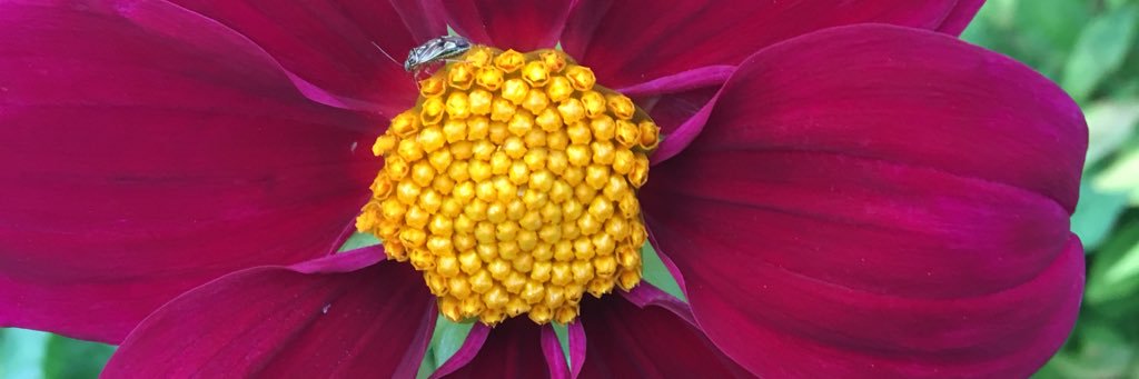 Gay Lynn Schlosser PT, DPT, NCS, C/NDT banner