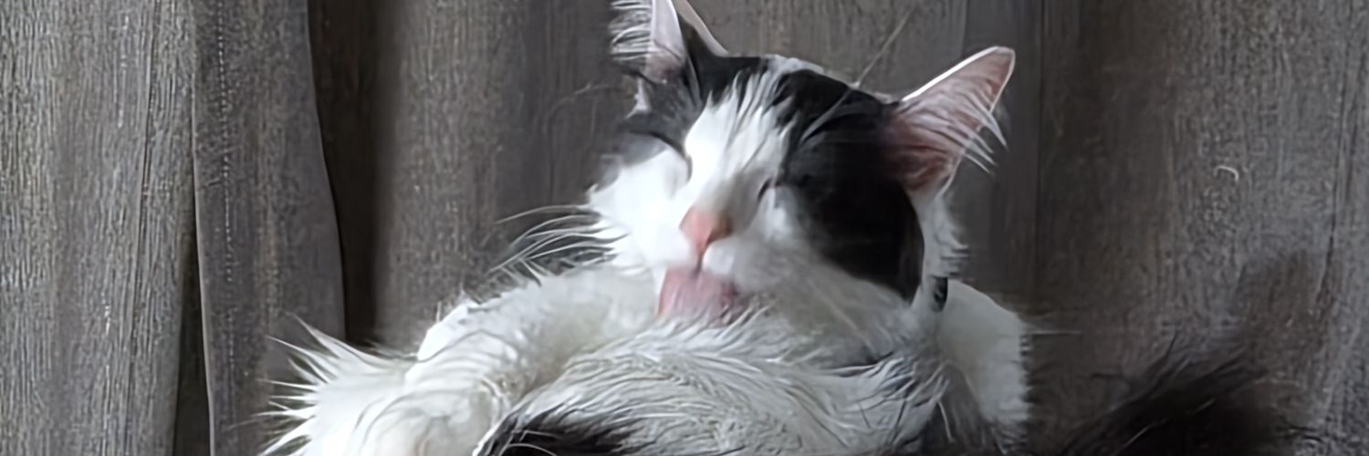 Matches Balone banner