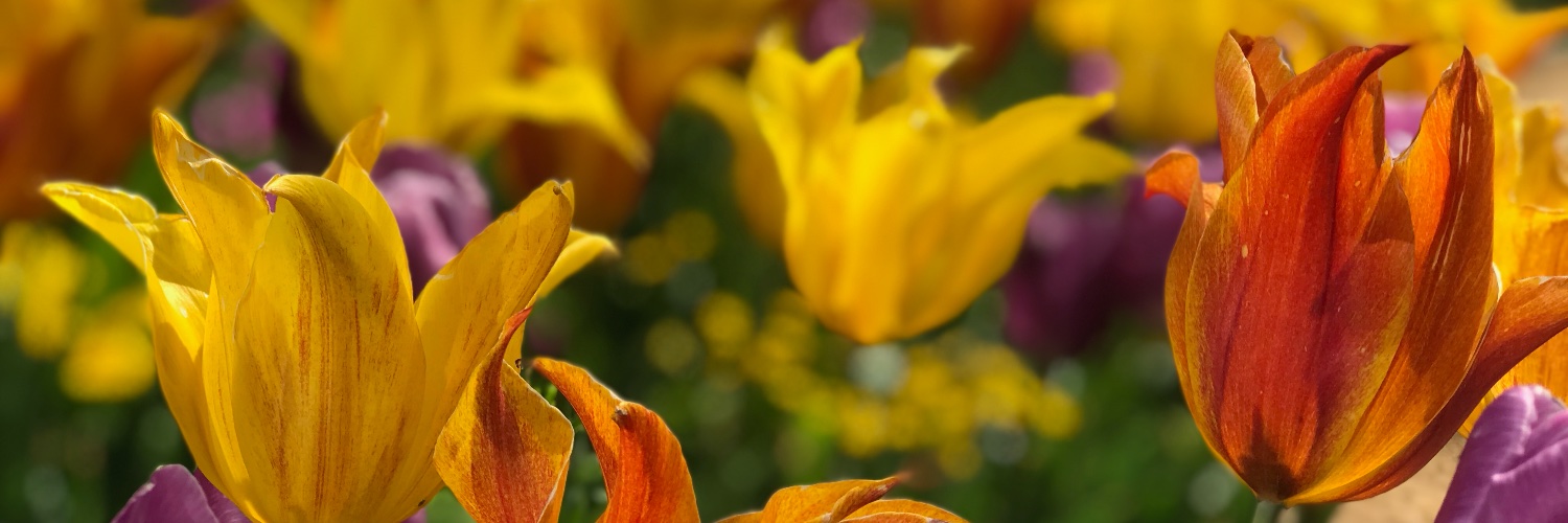 Christy Watson banner