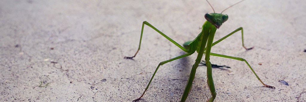 Kara Piechowski banner