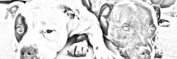 Stanley_dog Profile Banner