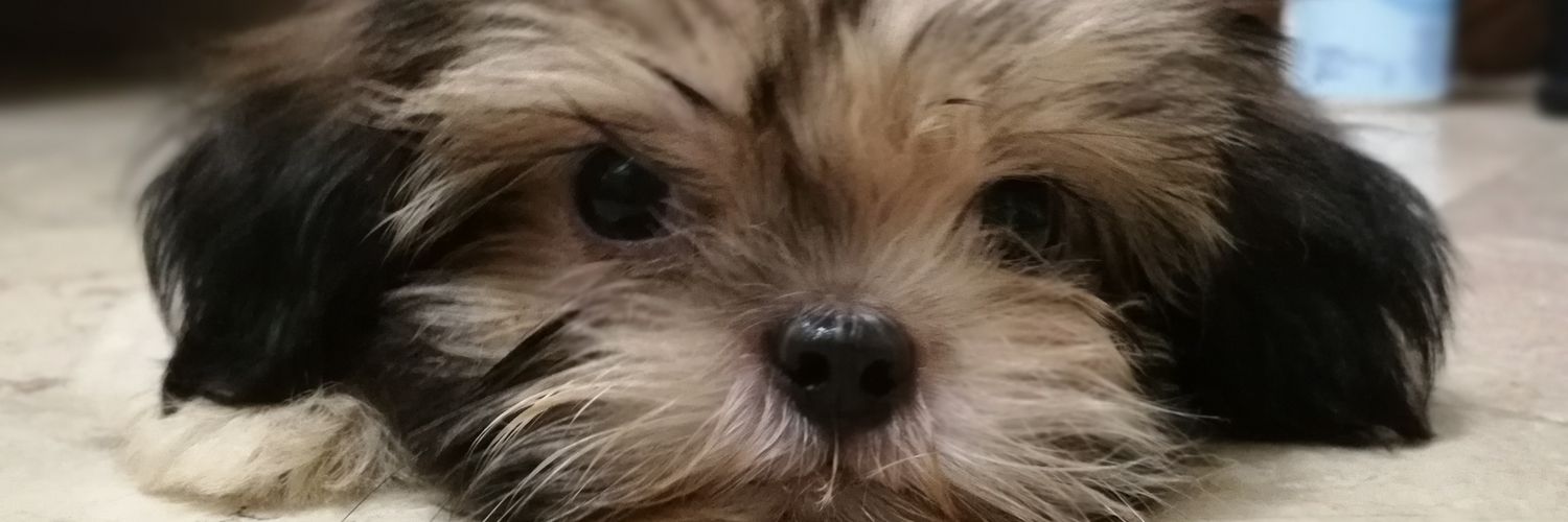 kristinemdd's profile banner image