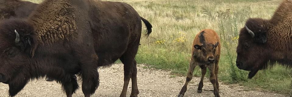 Bison_Center's profile banner image