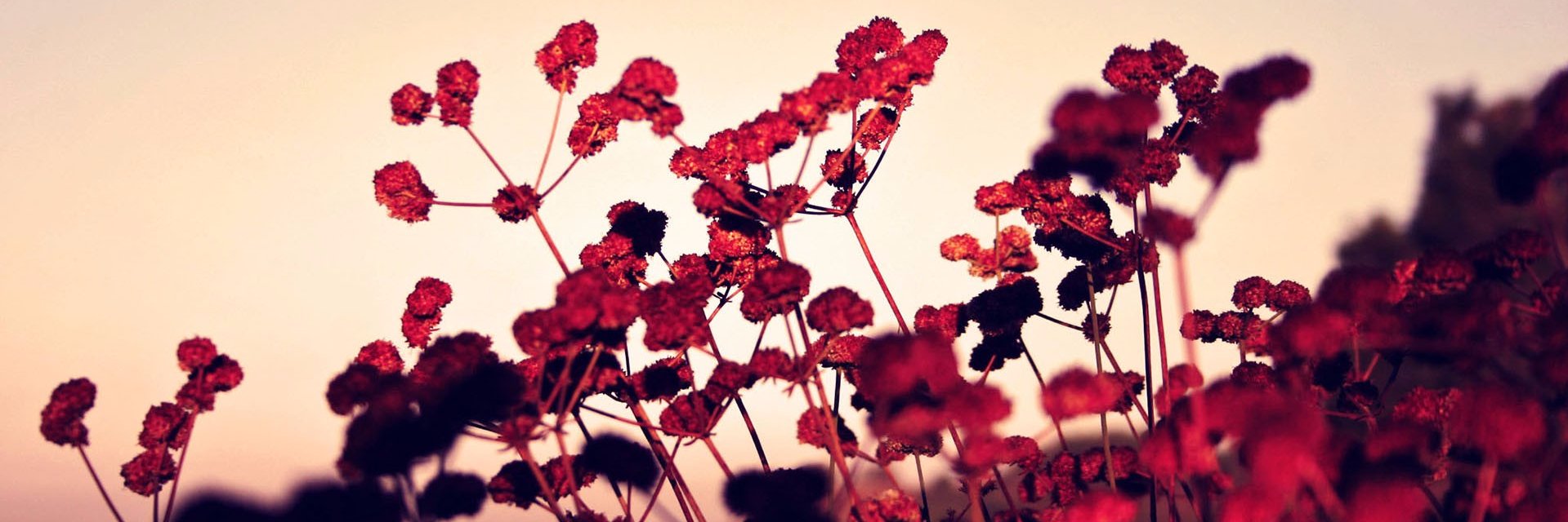 SarahiSerranoM's profile banner image