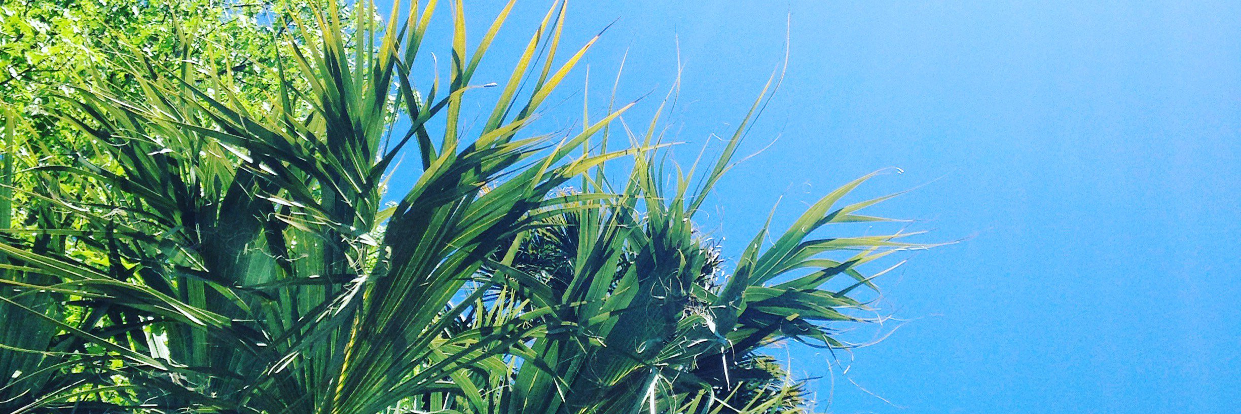 Annie_beans's profile banner image