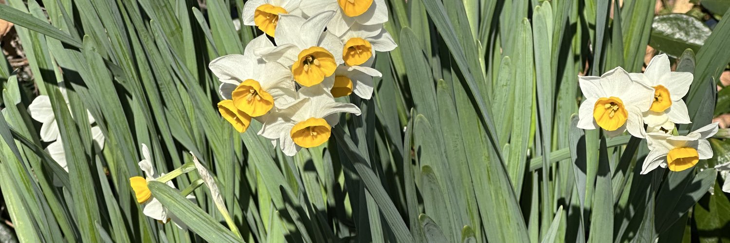 Shawna Darling banner