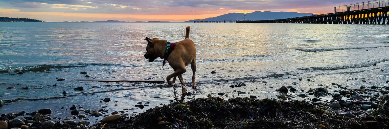 daisey_james's profile banner image