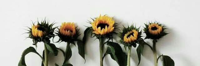 SemoSanjo's profile banner image