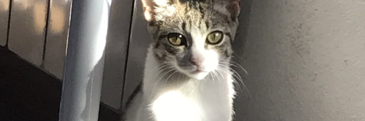 Melsoriaok's profile banner image