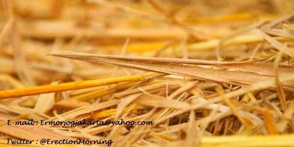ErectionMorning's profile banner image