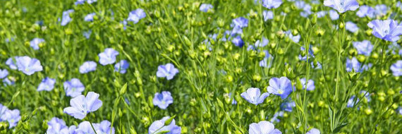 Christine Borland banner