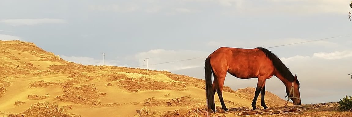 FREEIPODBOT's profile banner image