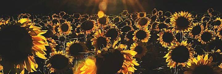 lisystar1779's profile banner image