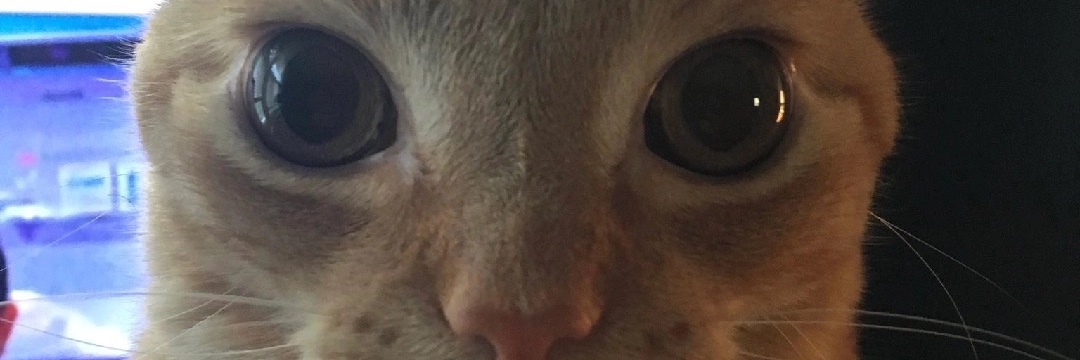 theonlytable's profile banner image