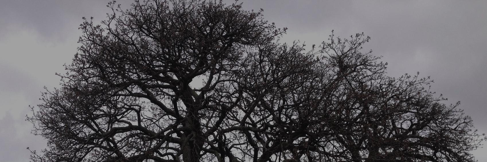 medhistree's profile banner image