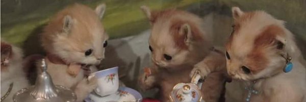 sorazakutamon Profile Banner