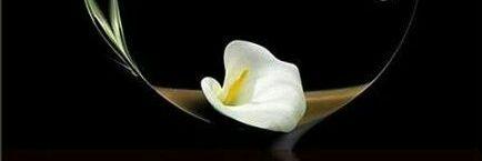 Lalya_lll's profile banner image