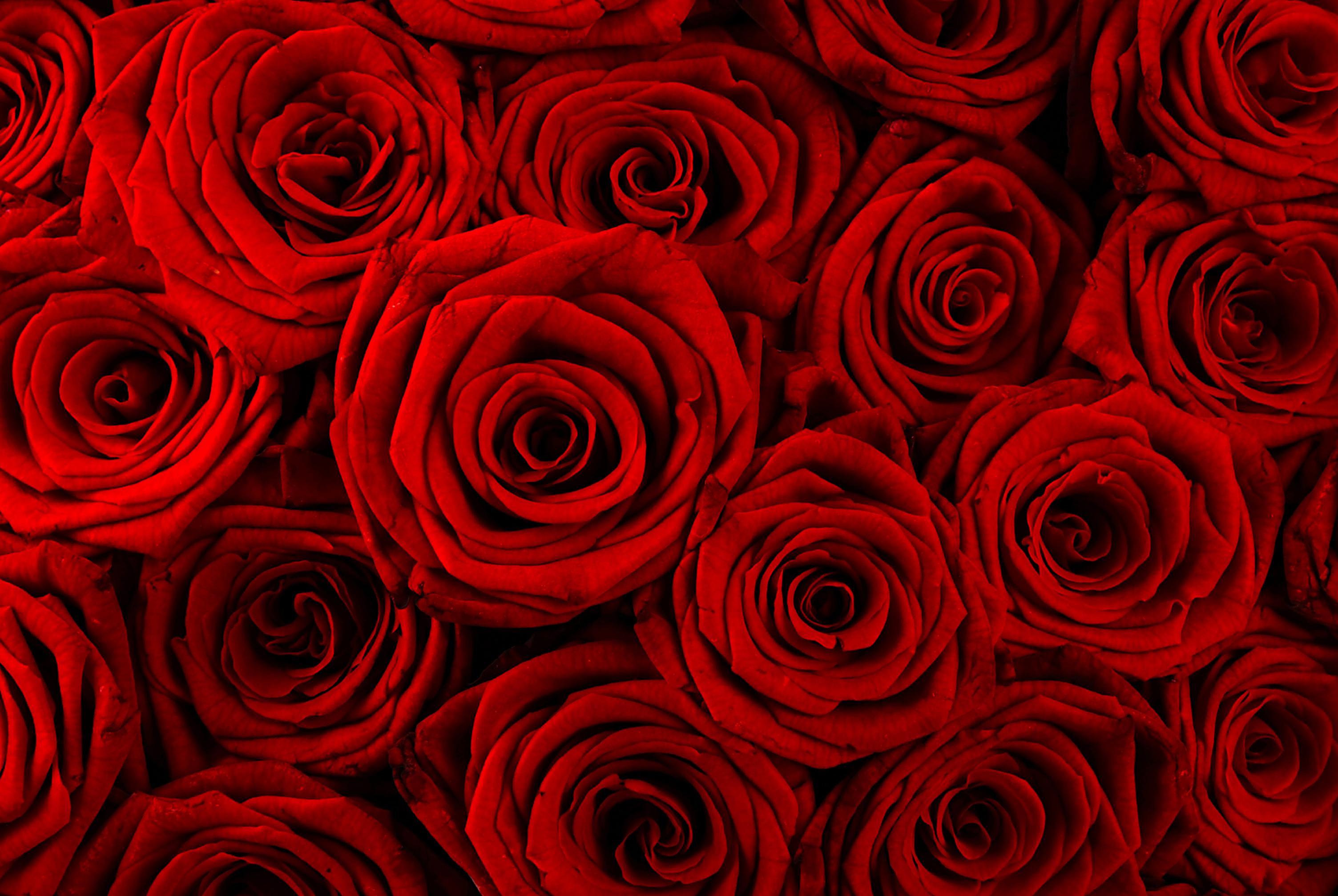 ysaesca's profile banner image
