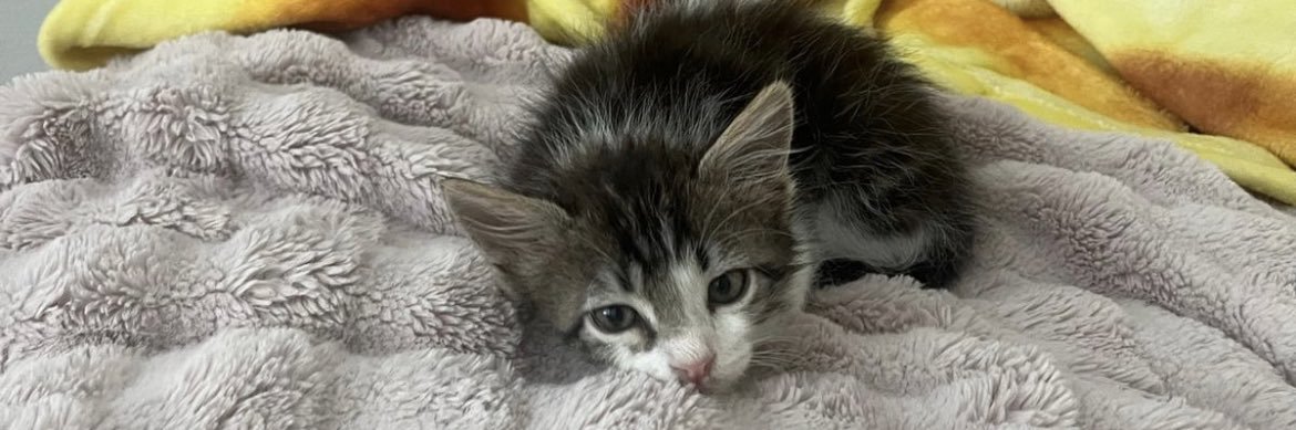kattllyyn's profile banner image