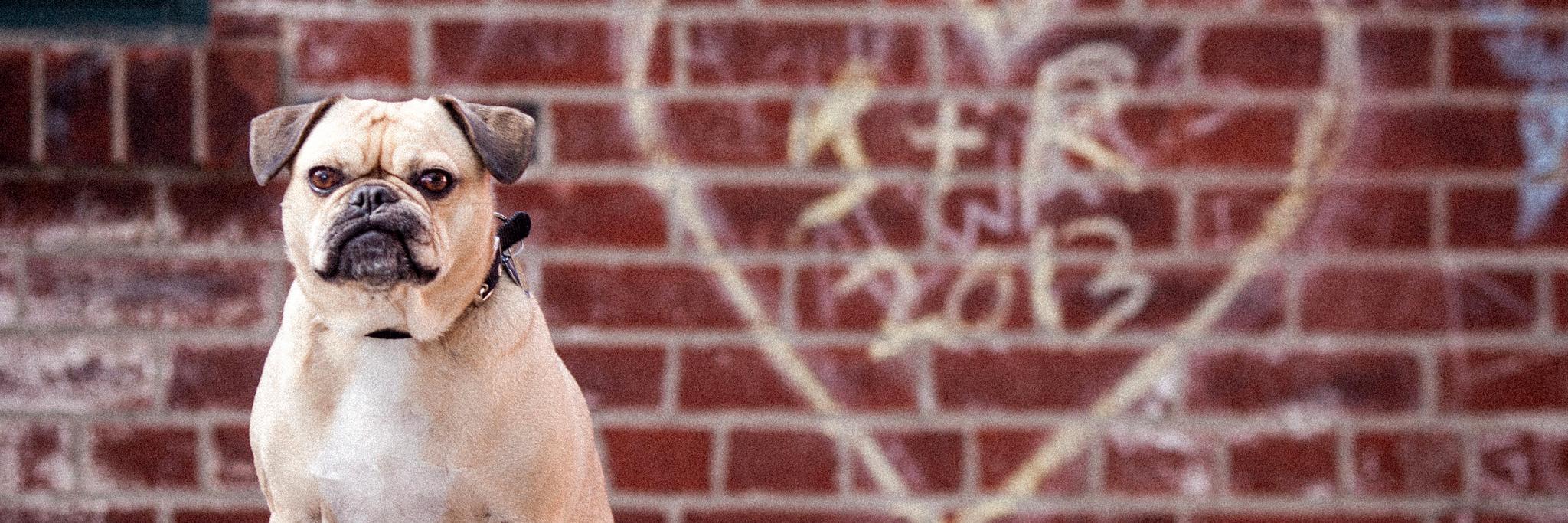 PugPics's profile banner image