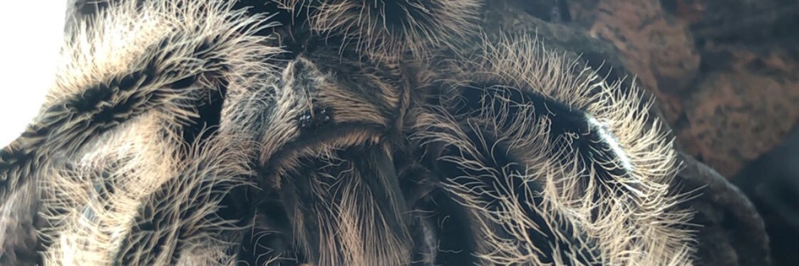 avrialconstance's profile banner image