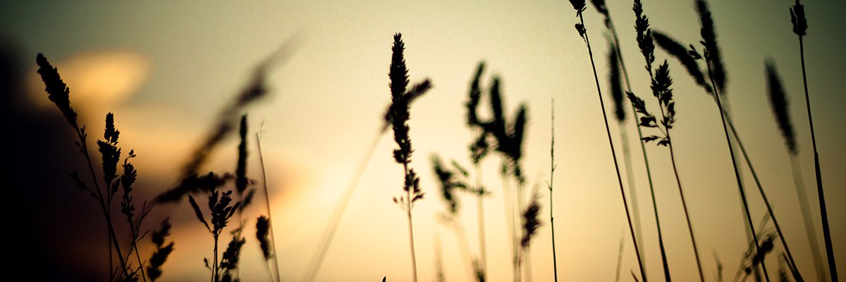 malellavona's profile banner image