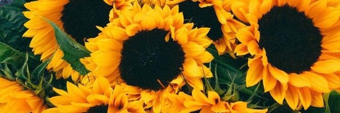 TasteeeMyMellow's profile banner image