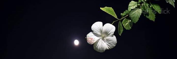 ShoaibFani's profile banner image
