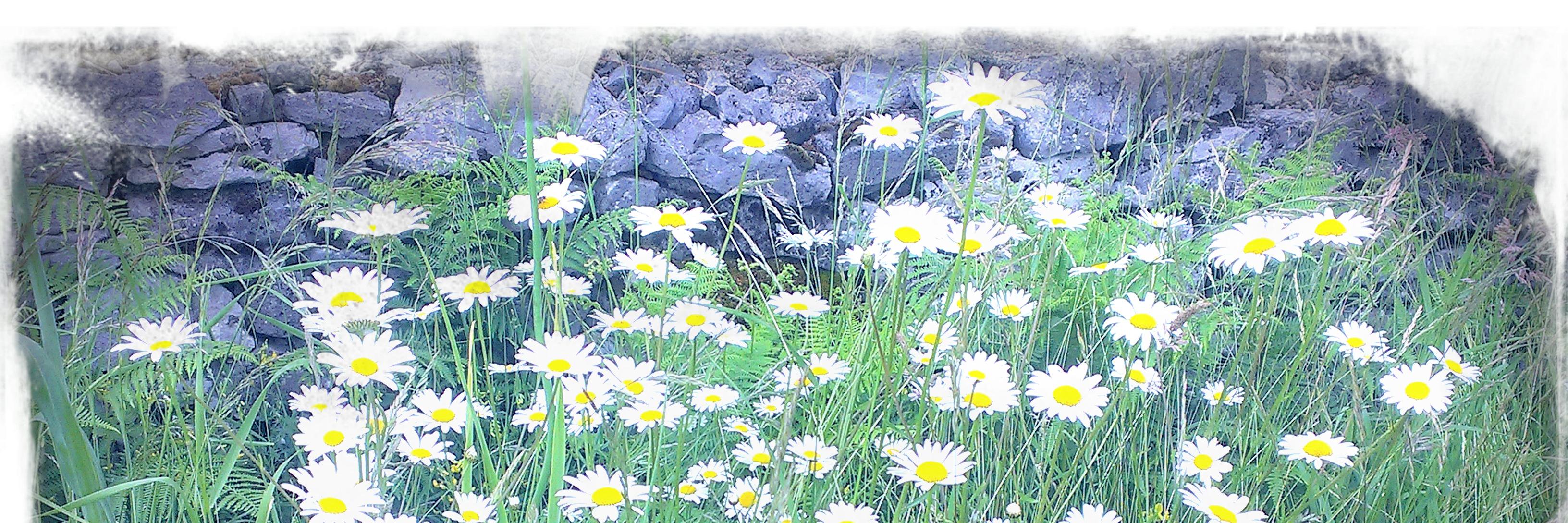 Grainneoga's profile banner image
