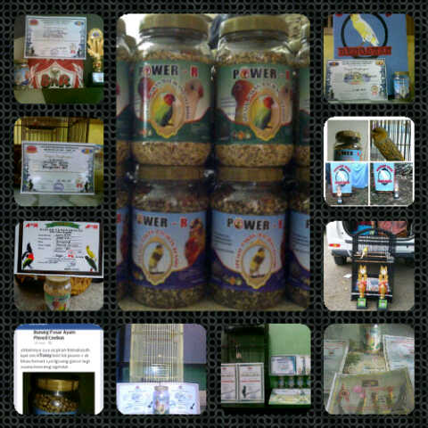 kicau banner