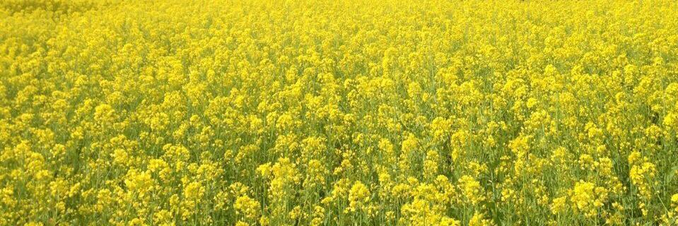 kangal00ma's profile banner image