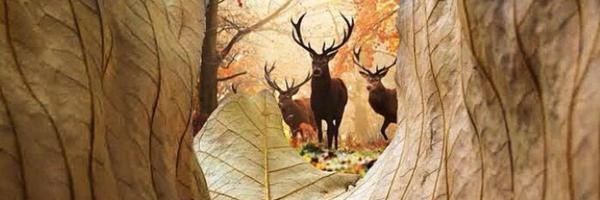 mouradIsmo's profile banner image