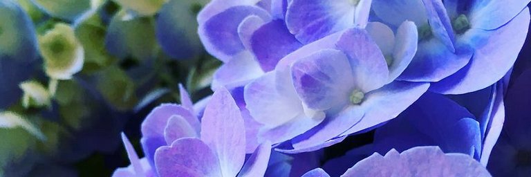 Catherine Lennon banner