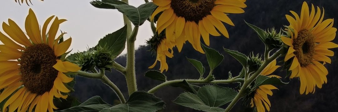 thjaaaaaa's profile banner image