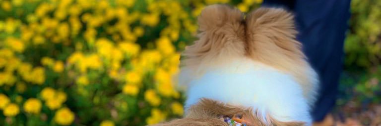 wankosuky's profile banner image