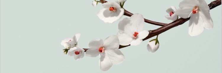 Dee.Dee.Writes banner