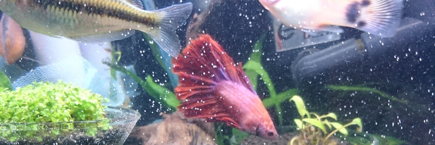 じゅん@しげこ banner