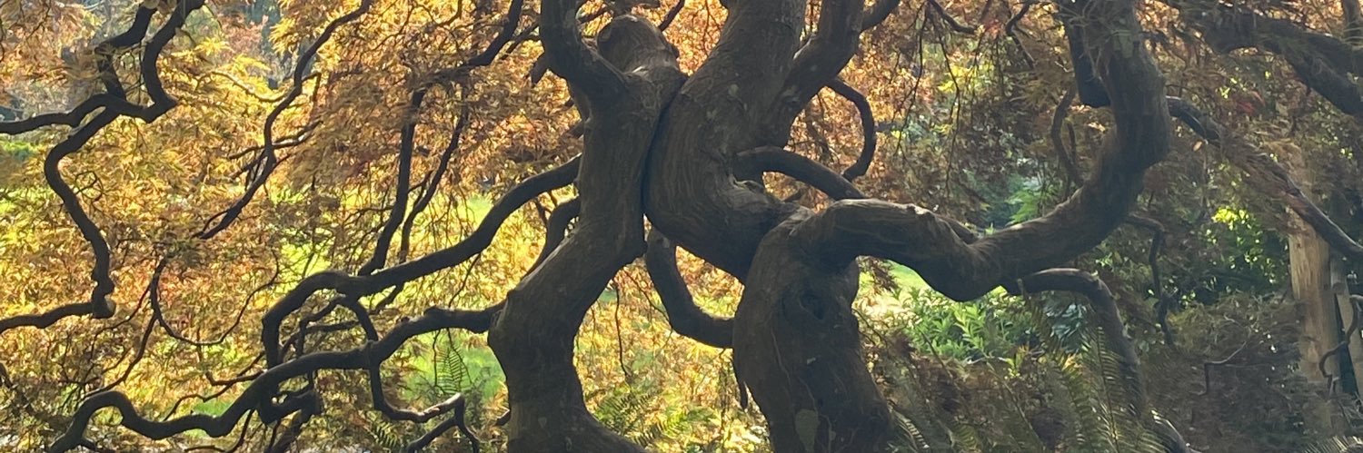 Jesse McConnell banner