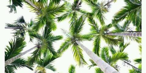 MichelleNP98's profile banner image