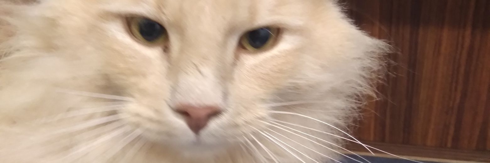 sunshine4life banner