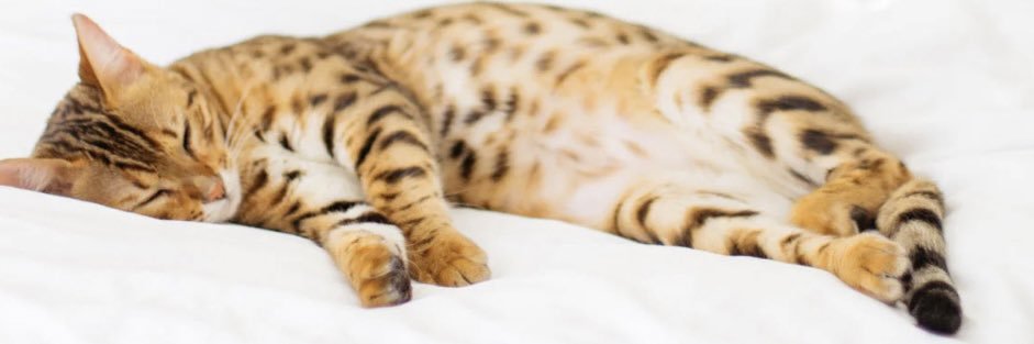 snoopcat56's profile banner image