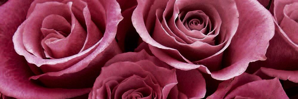 caya_s's profile banner image