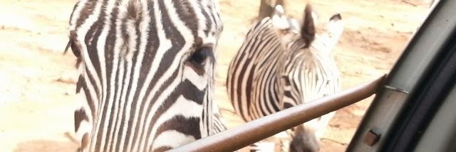 8268_1's profile banner image