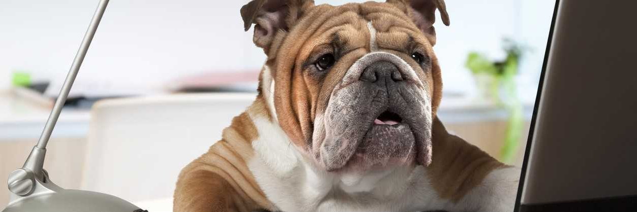 PetDecorator's profile banner image