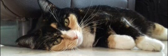 Mónica Fernández banner