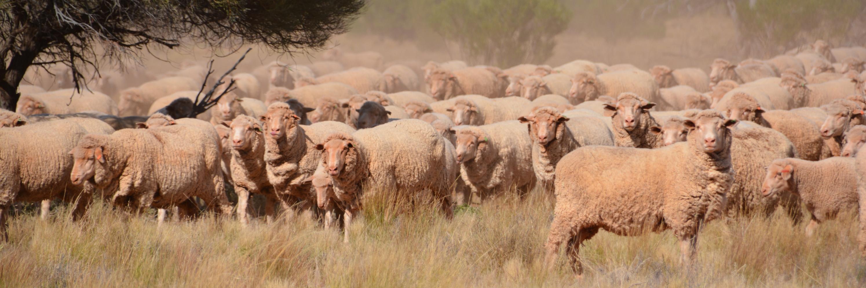 UnitedWool's profile banner image